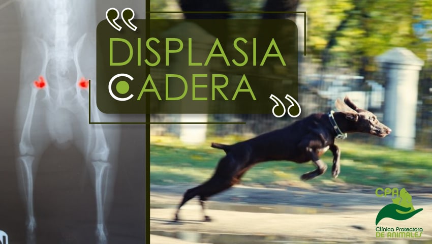 Displasia de Cadera en Perros