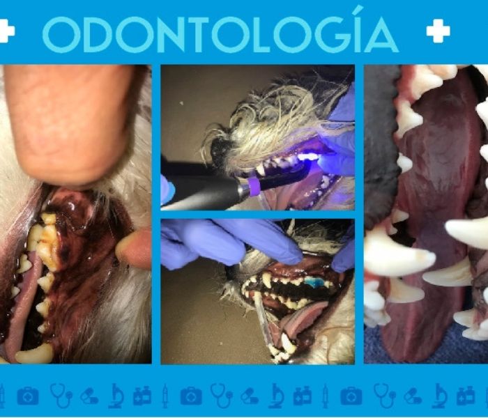 procedimiento odontologico