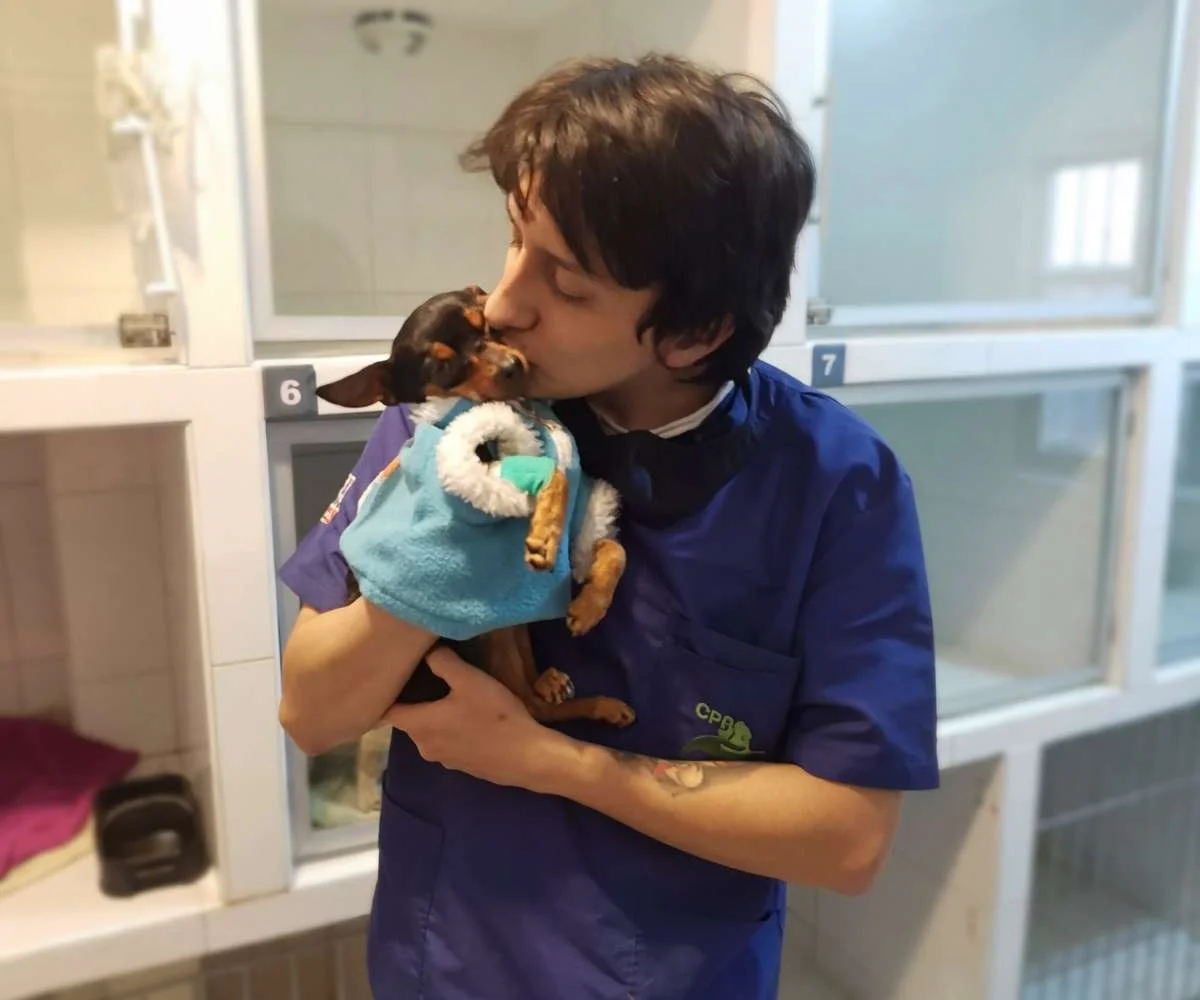 acompanamiento-postquirurgico-mascotas-clinica-veterinaria-bogota veterinario acompañando y cuidando mascota después de cirugía en clínica veterinaria en Bogotá