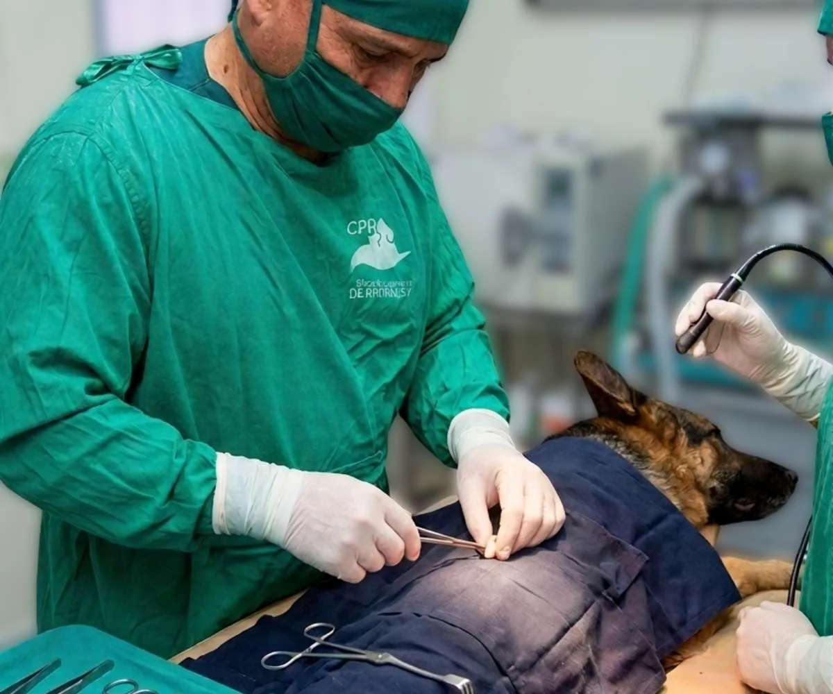 cirugia-ortopedica-veterinaria-perro-bogota cirugía ortopédica veterinaria en perro realizada por especialista en clínica veterinaria en Bogotá