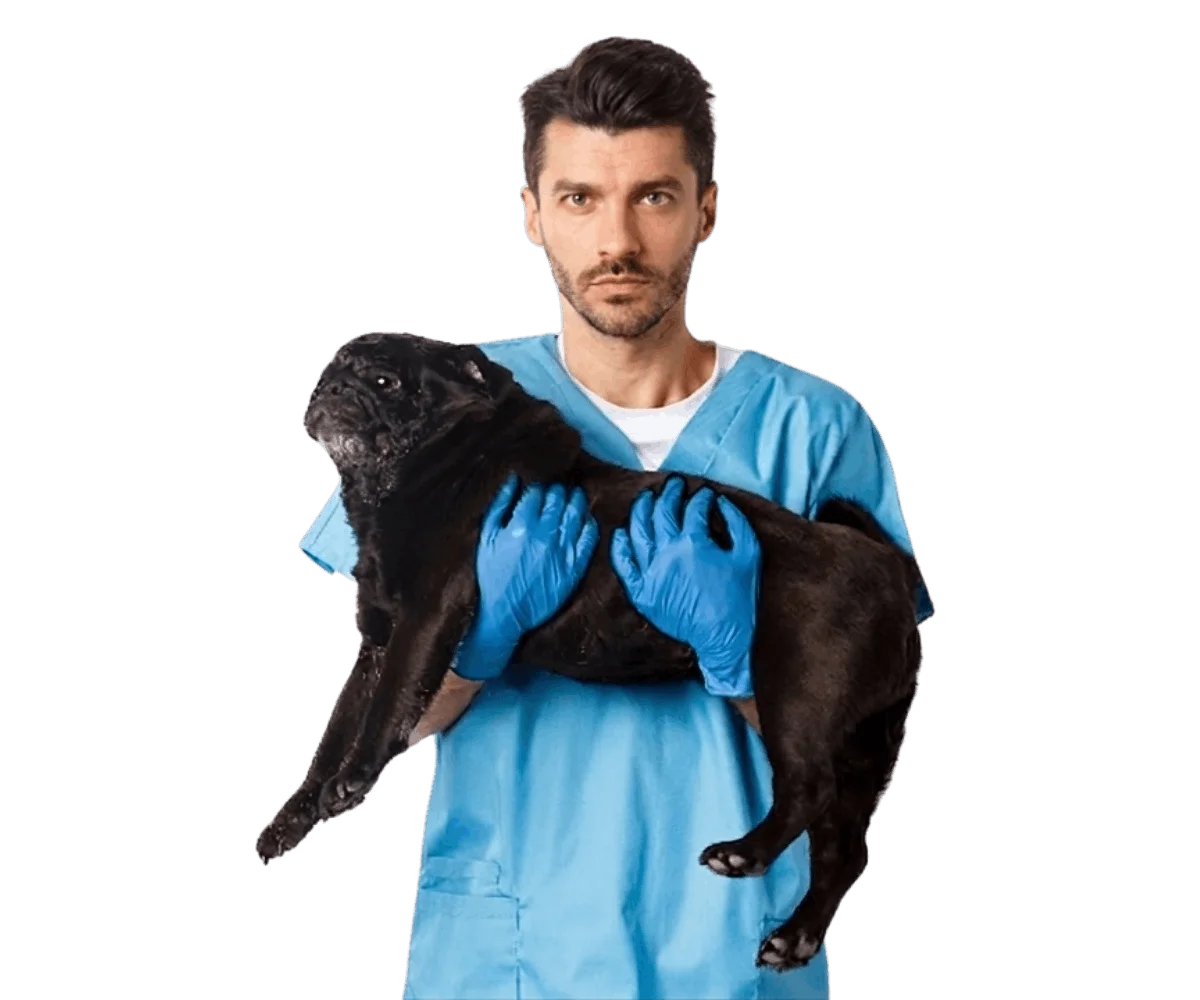 mascota en situacion de urgencia siendo atendida por veterinario en bogota