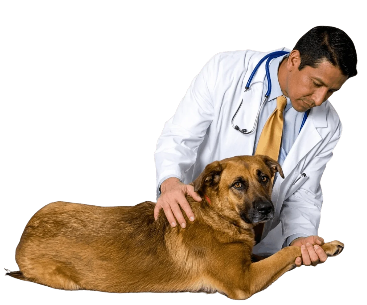 veterinario revisando perro durante consulta veterinaria en bogota