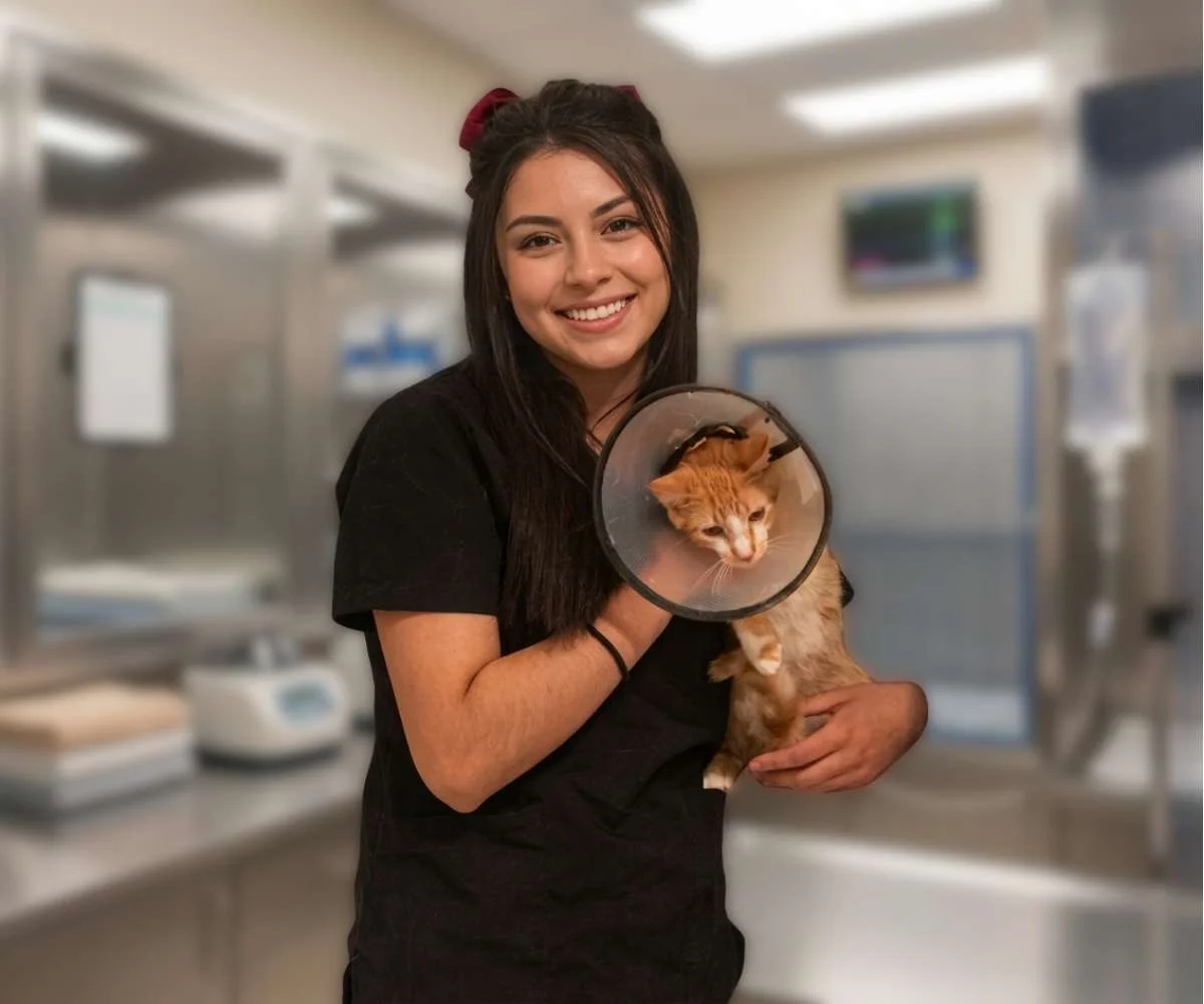 veterinaria cuidando gato con collar isabelino durante hospitalización en clínica veterinaria en Bogotá