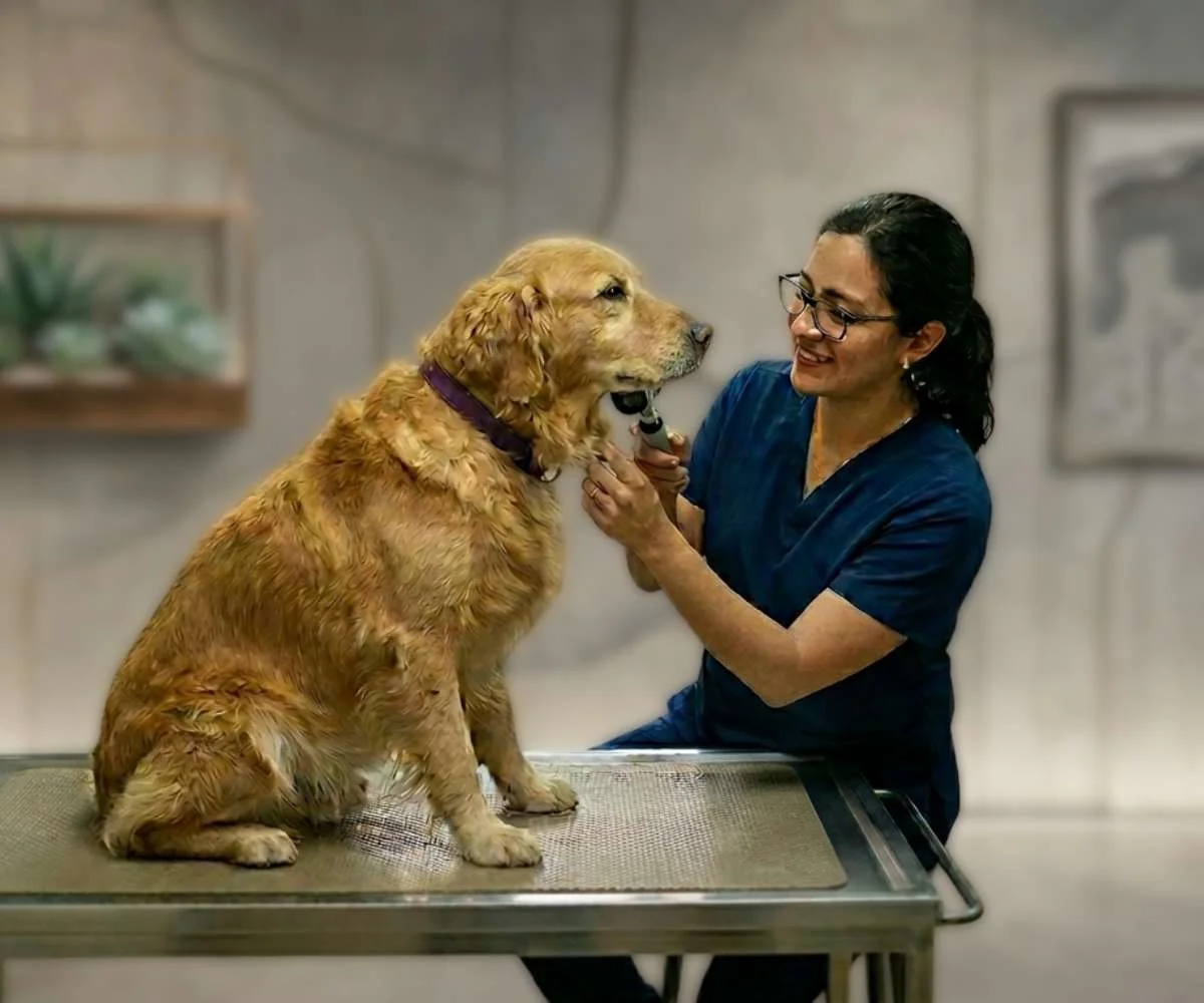 veterinario evaluando la piel de un perro durante consulta dermatológica en Bogotá