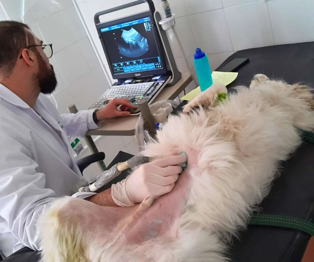 ecografia-veterinaria-perro-bogota-cpa.jpg