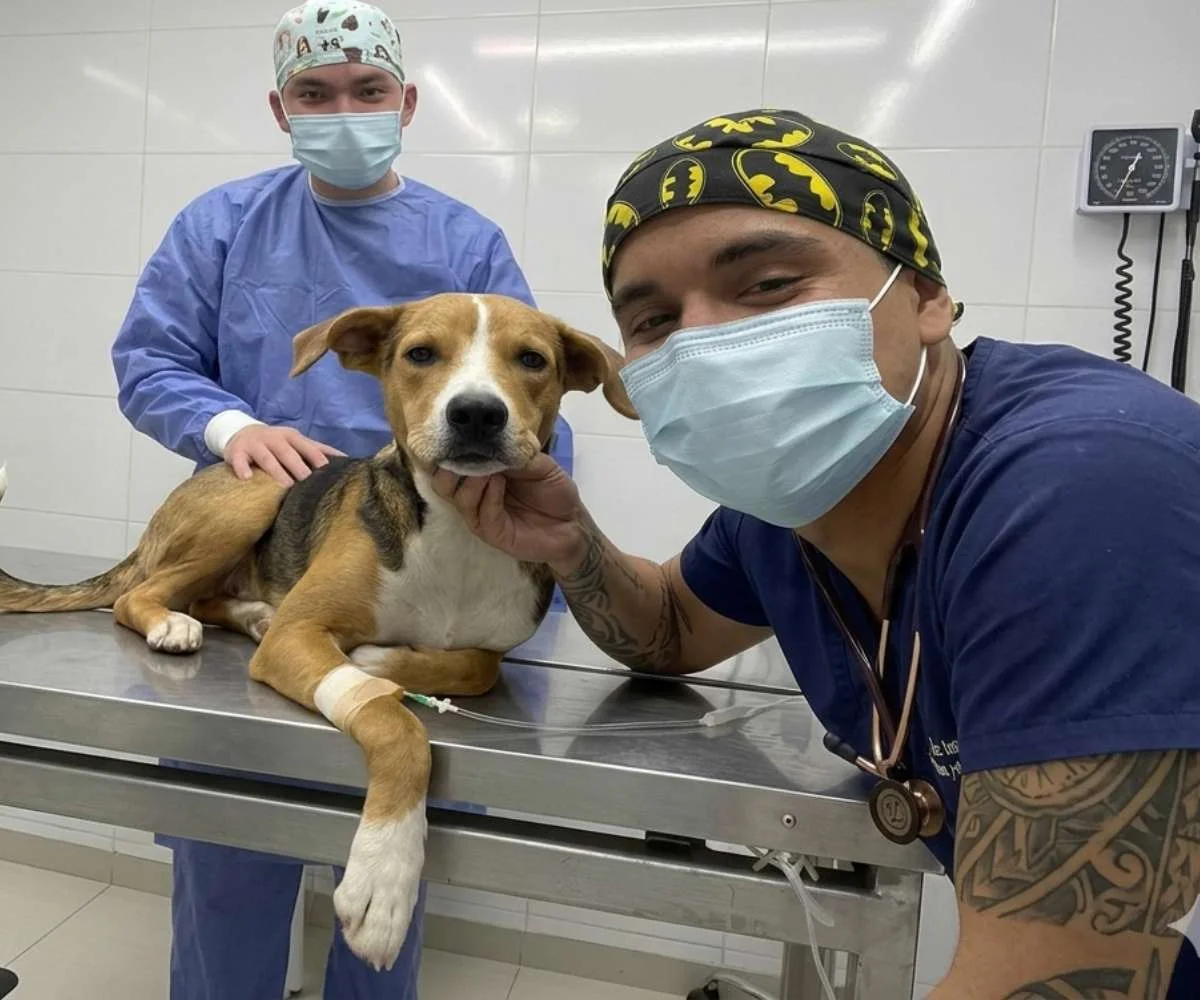 equipo veterinario atendiendo un perro en area clinica de especialidades veterinarias en bogota