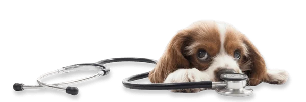 Especialidades veterinarias y diagnóstico avanzado en Bogotá