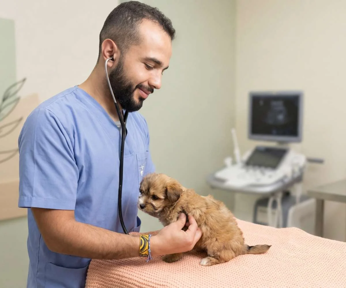 evaluacion-postoperatoria-mascota-clinica-veterinaria-bogota veterinario revisando cachorro durante control después de cirugía en clínica veterinaria en Bogotá