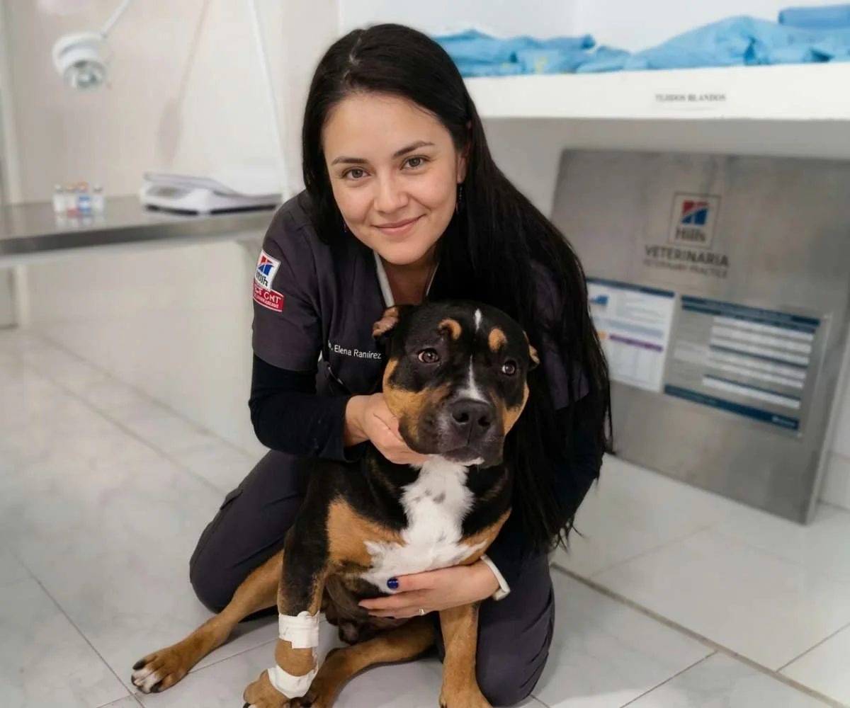 veterinaria cuidando gato con collar isabelino durante hospitalización en clínica veterinaria en Bogotá