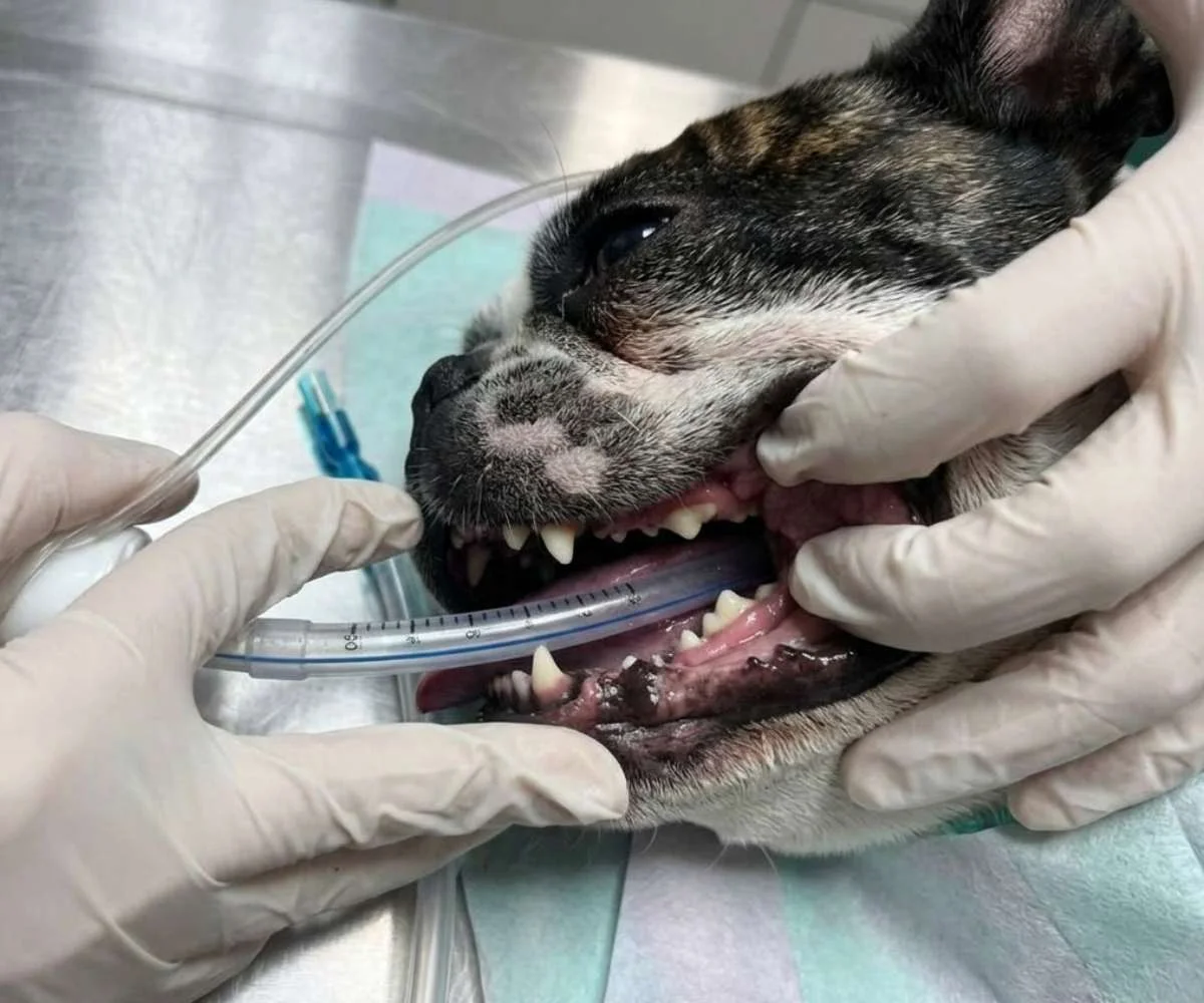 Veterinario realizando revisión dental a perro en clínica veterinaria en Bogotá