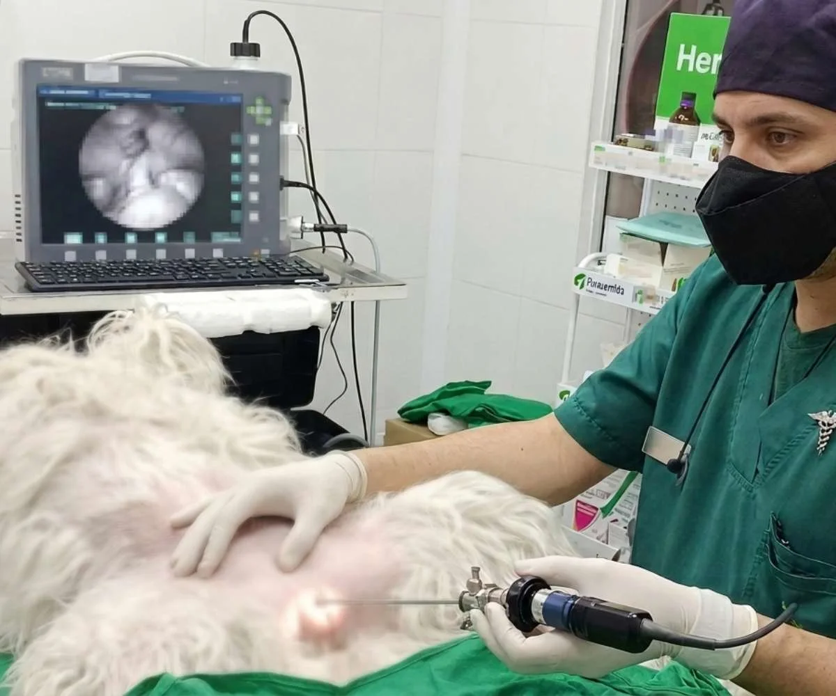 veterinario realizando procedimiento de endoscopia en mascota para diagnóstico en clínica veterinaria en Bogotá