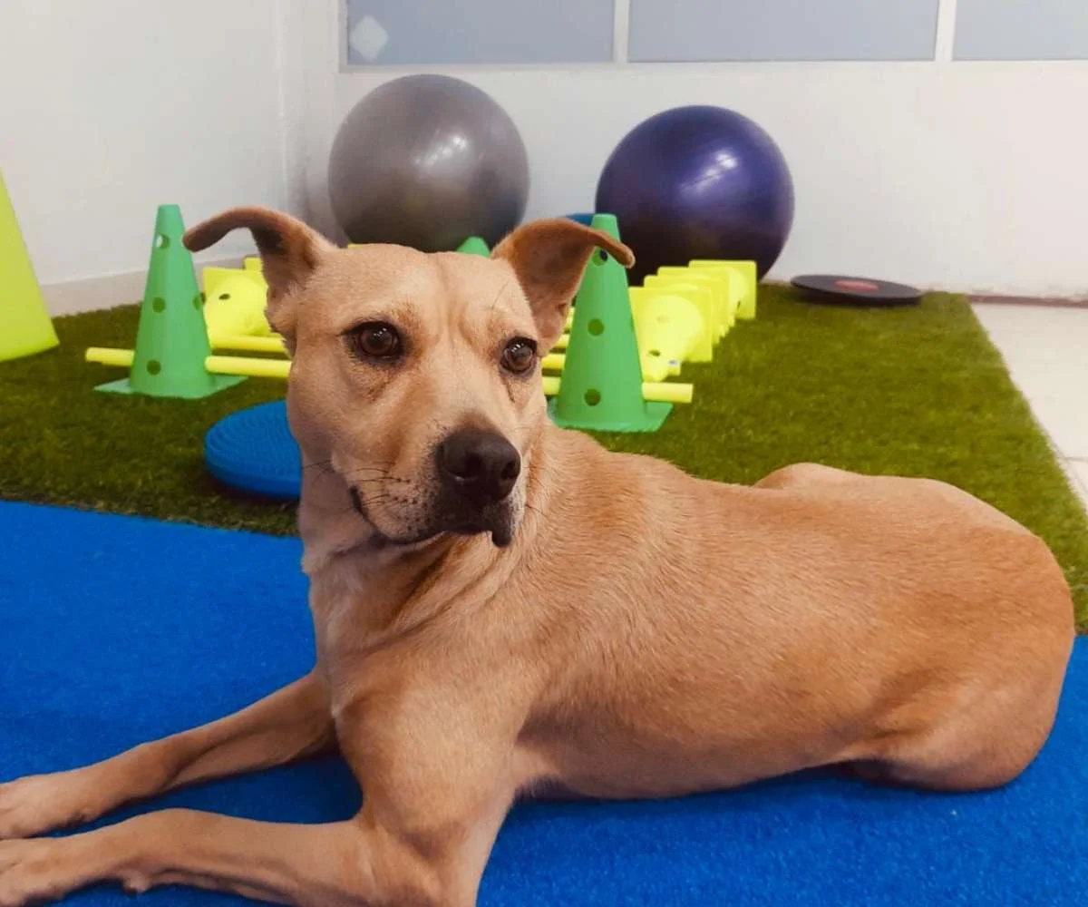 fisioterapia-veterinaria-recuperacion-movilidad-perro perro en sesión de fisioterapia veterinaria trabajando movilidad y recuperación muscular