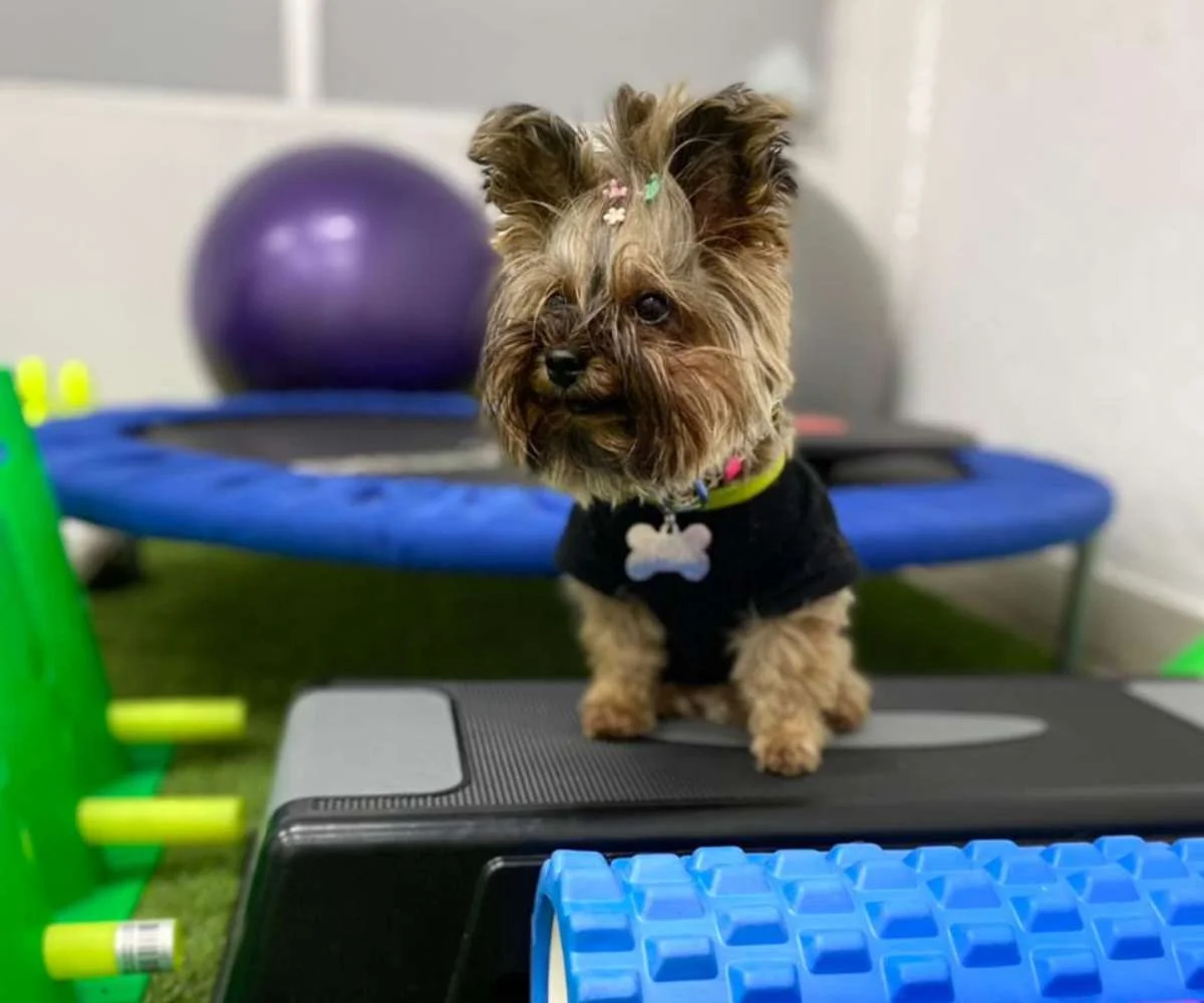 rehabilitacion-veterinaria-ejercicios-fisioterapia-mascotas equipos de laboratorio clínico veterinario para análisis de muestras en mascotas